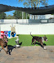 Pet boarding services Pet Resort & Grooming Salon in Clearwater in Pinellas
