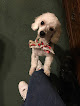 Pet boarding services Pet Spa And Play in McCalla in Alabama