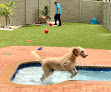 Pet boarding services Pet St Lucie in Port St. Lucie in St. Lucie