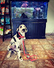 Pet boarding services Pet Wellness Animal Hospital & Center in Vestavia Hills in Alabama
