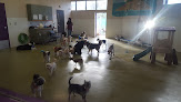 Pet boarding services Pete And Mac's Dog Boarding And Training in Gilbert in Arizona