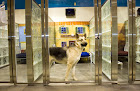 Pet boarding services Pete & Mac's Pet Resort Palatine in Palatine in Cook