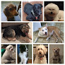 Pet boarding services Pets Are Inn Bucks County in Doylestown in Pennsylvania