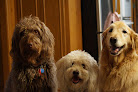 Pet boarding services Pets Are Inn - South & Sw Metro in Edina in MN