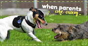 Pet boarding services Pets At Play in Richmond in Virginia