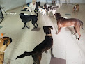 Pet boarding services Petsound Daycare & Boarding in Cary in Wake