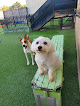Pet boarding services Petsuites Arlington in Arlington in Tarrant