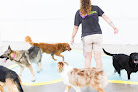 Pet boarding services Petsuites Chesapeake in Chesapeake in Virginia
