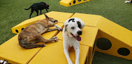 Pet boarding services Petsuites Fern Creek in Louisville in Kentucky