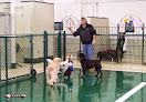 Pet boarding services Petsuites Fishers in Fishers in Indiana
