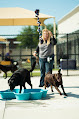 Pet boarding services Petsuites Murphy in Murphy in Collin