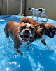Pet boarding services Petsuites San Antonio Airport in San Antonio in Texas