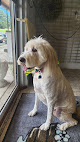 Pet boarding services Petty Coat Grooming in Gadsden in Alabama
