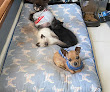Pet boarding services Petwatch In-home & Boarding Services in Abbeville in Louisiana