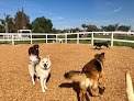 Pet boarding services Phdogs in Riverside in California