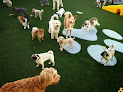 Pet boarding services Pilar's Pet Resort in Tampa in FL