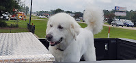 Pet boarding services Pine Belt Veterinary Hospital & Kennel in Hattiesburg in MS