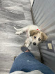Pet boarding services Pine Castle Animal Clinic in Orlando in Florida