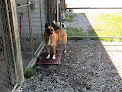 Pet boarding services Pinewood Kennels, Llc in Sudlersville in Sudlersville, MD