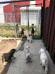Pet boarding services Pinewood Kennels in Breckenridge in MN