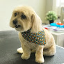 Pet boarding services Pinkdog Grooming & Spa in Boxborough in Massachusetts