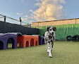 Pet boarding services Pinnacle Pets Play & Stay in Grove City in OH