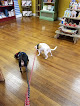 Pet boarding services Piper's Playhouse in Anniston in Alabama
