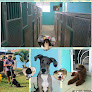 Pet boarding services Pita’s Pet Grooming in Fajardo in Puerto Rico