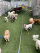 Pet boarding services Pittsburgh Paws Pet Resort in Natrona Heights in Pennsylvania