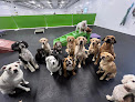 Pet boarding services Play All Day Dog Daycare in East Peoria in Peoria