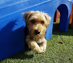 Pet boarding services Play N Stay Pet Camp - Whg in Wheeling in WV