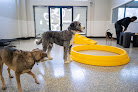 Pet boarding services Playful Pack in Fairfax Station in Fairfax