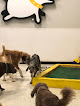 Pet boarding services Playful Pack in McLean in Virginia