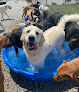 Pet boarding services Playful Pets in Columbus in Franklin