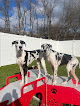 Pet boarding services Playtime Pet Resort in Downingtown in Pennsylvania