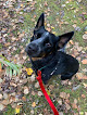 Pet boarding services Ponderosa Pet Suites in Wasilla in Alaska