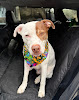 Pet boarding services Ponga's Pet Palace in Mandeville in Louisiana