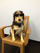 Pet boarding services Pooch At Play in West Lafayette in Indiana