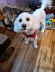 Pet boarding services Poodle Town Usa in Fresno in CA