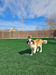 Pet boarding services Poppy's Place Daycare & Boarding in Clinton in Kenetic