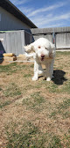 Pet boarding services Post Rock Pet Boarding in Hays in KS