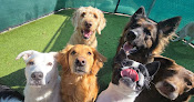 Pet boarding services Precious Pets Salon & Doggie Daycare in Sioux Falls in South Dakota