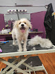 Pet boarding services Precision Grooming Spa Prattville Playcare & Superstore On Memorial Dr. in Prattville in Alabama