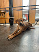 Pet boarding services Precision K9 Shaping in Denham Springs in Louisiana