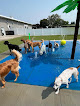 Pet boarding services Premier K9 Center Of Minnesota in Ham Lake in Minnesota