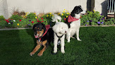 Pet boarding services Premier Scottsdale Pet Care in Scottsdale in Scottsdale, AZ