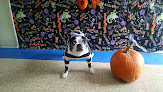 Pet boarding services Preppy Pet Boarding And Daycare in Orlando in Florida