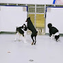 Pet boarding services Preppy Pet Fort Myers in Fort Myers in FL