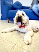 Pet boarding services Preppy Pet Naples in Naples in Collier