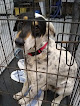 Pet boarding services Preppy Pet Tempe in Tempe in Arizona